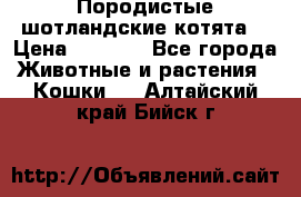 Породистые шотландские котята. › Цена ­ 5 000 - Все города Животные и растения » Кошки   . Алтайский край,Бийск г.